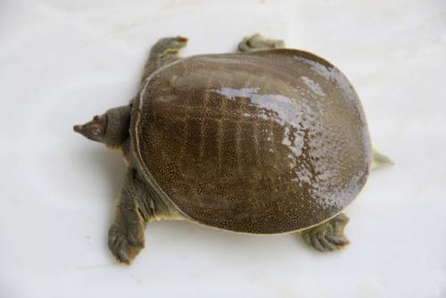 养殖甲鱼技术与经验,养殖甲鱼的技巧和方法视频