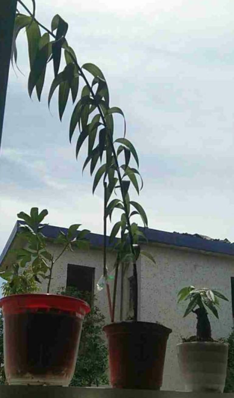 百合花有点枯萎要怎样养护,百合花栽得太密了怎么办