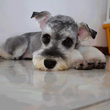 怎么才算纯种泰迪狗呢图片,纯种狗和非纯种狗的区别哪个好