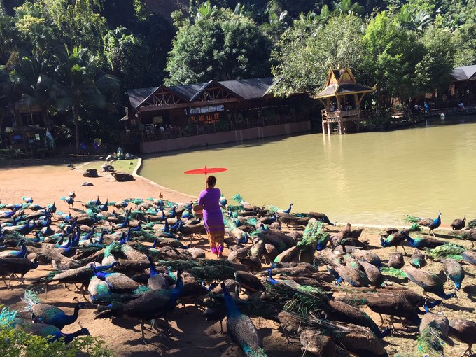 南宁至西双版纳旅游吃住行攻略,云南西双版纳旅游景点攻略自由行