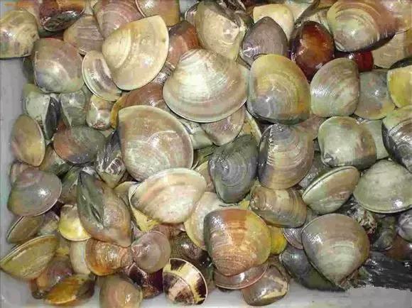 海南渔民整理的海鲜大全,渔民海鲜介绍