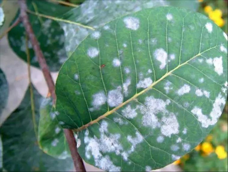 花卉白霉病用什么药,花卉长白粉病用什么药