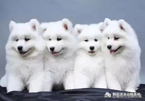 高颜值肌肉奶狗,什么样的小奶狗最可爱