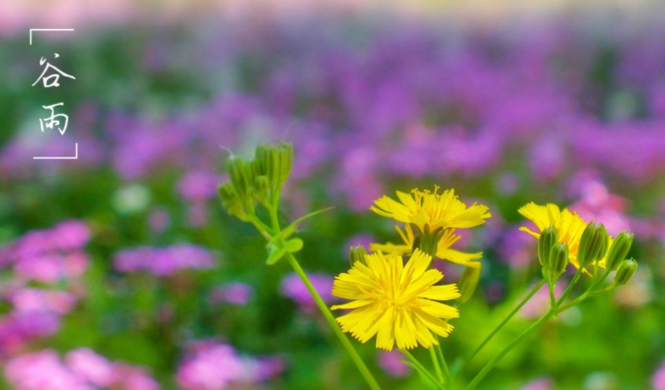 有关谷雨的诗词名句,谷雨诗词汇总