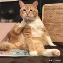 前方高能！你不是strong而是虚胖，别告诉我这里的虚胖是fat！