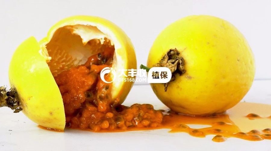 家庭种植百香果什么品种好求回答,百香果品种那么多哪一种比较好