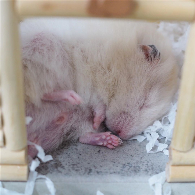 仓鼠会睡眠不足吗,仓鼠不停打哈