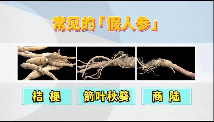 人参怎样挑选才正宗的,鲜人参怎么挑选才是好人参图片