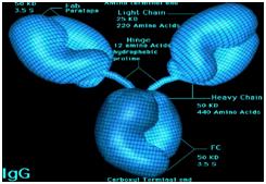 修正免疫球蛋白真能增加抵抗力吗,免疫球蛋白提高免疫力几针有效