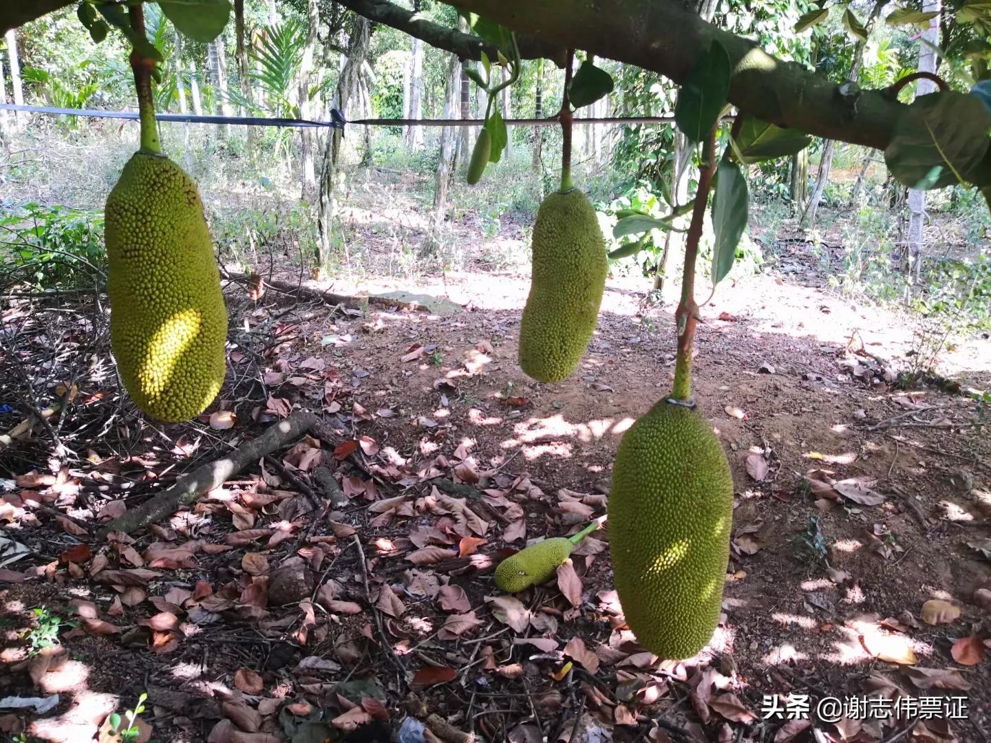 海南菠萝蜜旅游攻略,海南旅游菠萝蜜免费吃