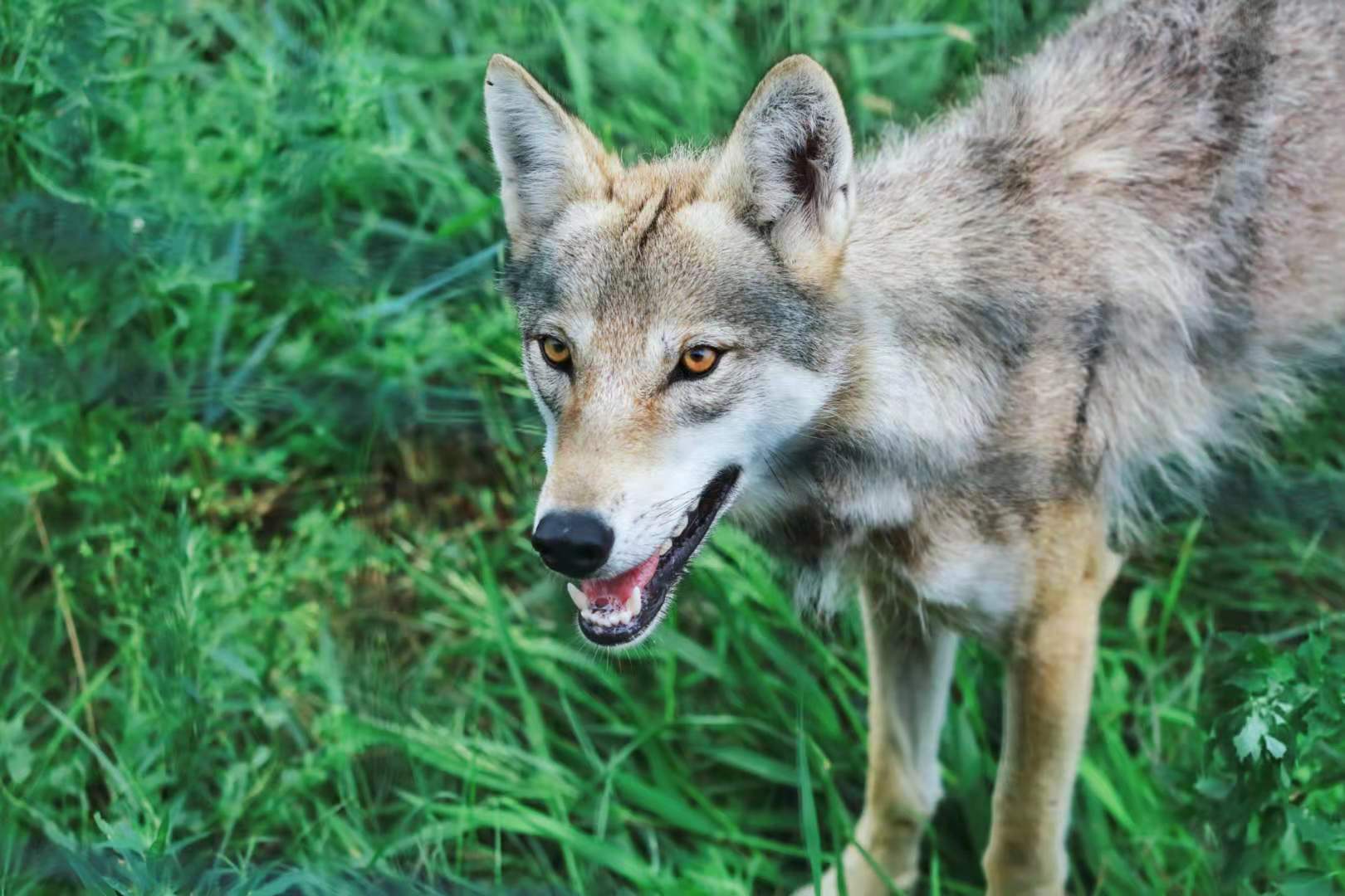 锡林郭勒大草原3天旅游攻略,锡林郭勒大草原五日游推荐