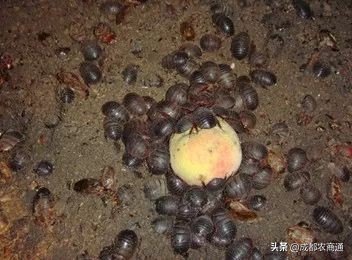 养殖土元能赚钱吗,土元的养殖方法和经济价格