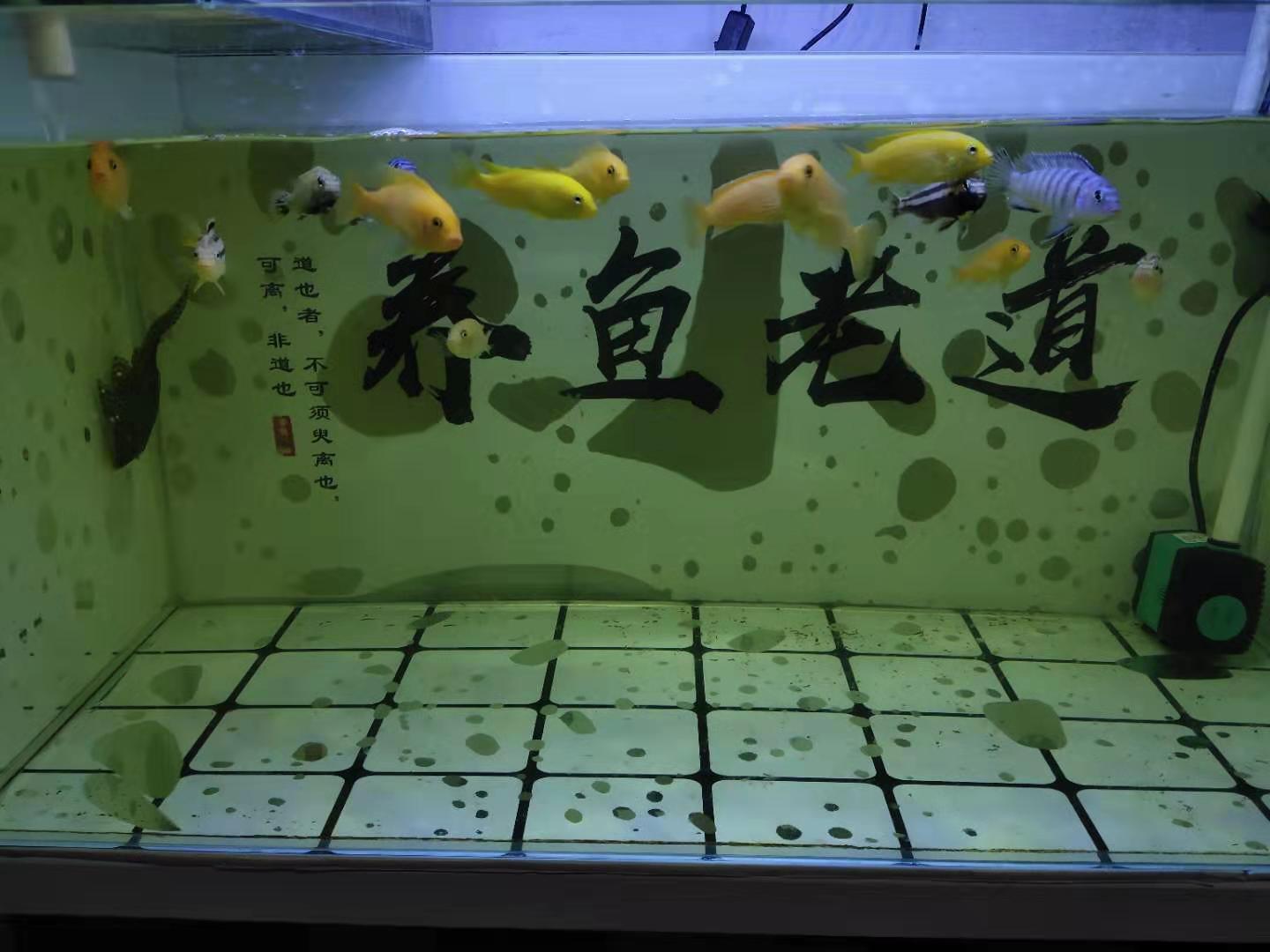 鱼缸漏水最快解法,鱼缸漏水最简单的补漏方法