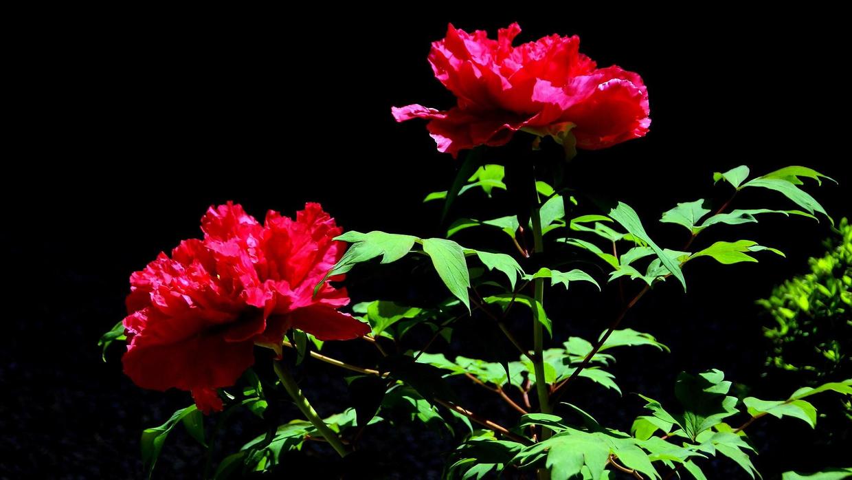 秋冬季节什么花耐活,这个季节有什么花比较好养活