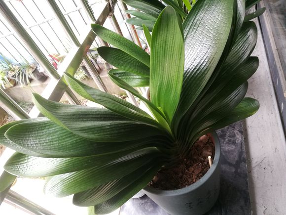 君子兰开花后变成三个头了咋养,君子兰怎样才能结子