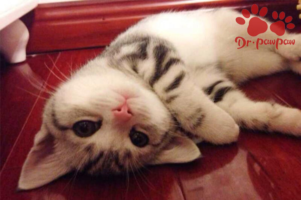 猫咪胀气怎么办快速排气,猫咪胀气