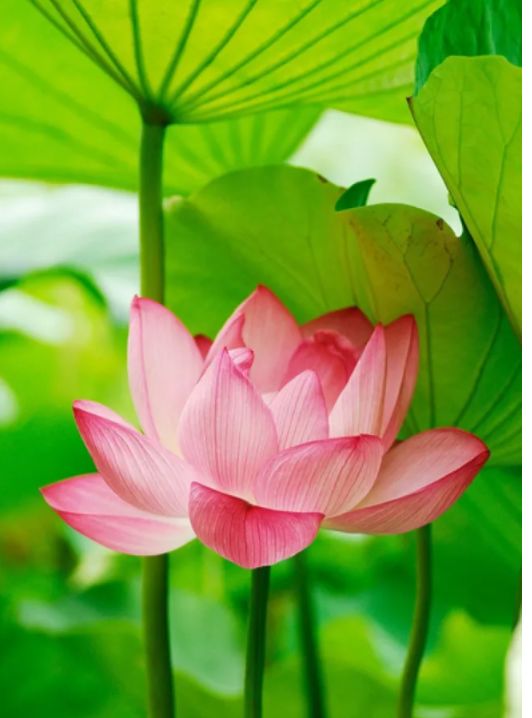 荷花古诗词鉴赏,映日荷花别样红中荷花的特点是