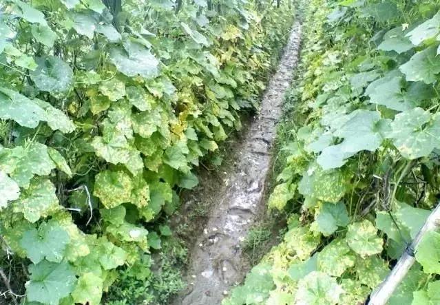 瓜类病害治疗药,瓜类主要病害有哪五条