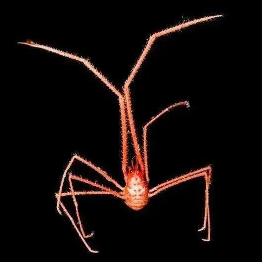 你对海洋生物的了解,海洋环保创意