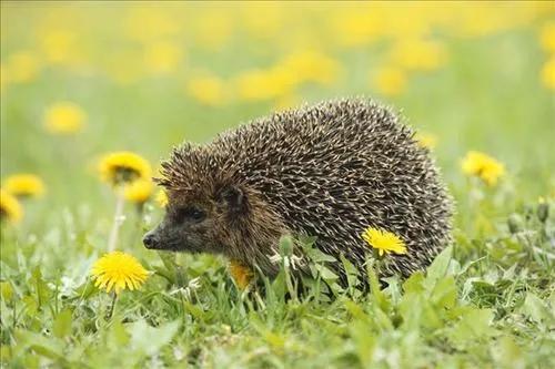 刺猬为啥不能随便碰,刺猬为什么不能放到外面