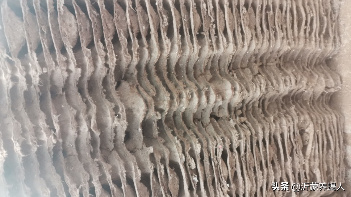 怎样使樱桃蟑螂繁殖更快,樱桃蟑螂单只会繁殖吗