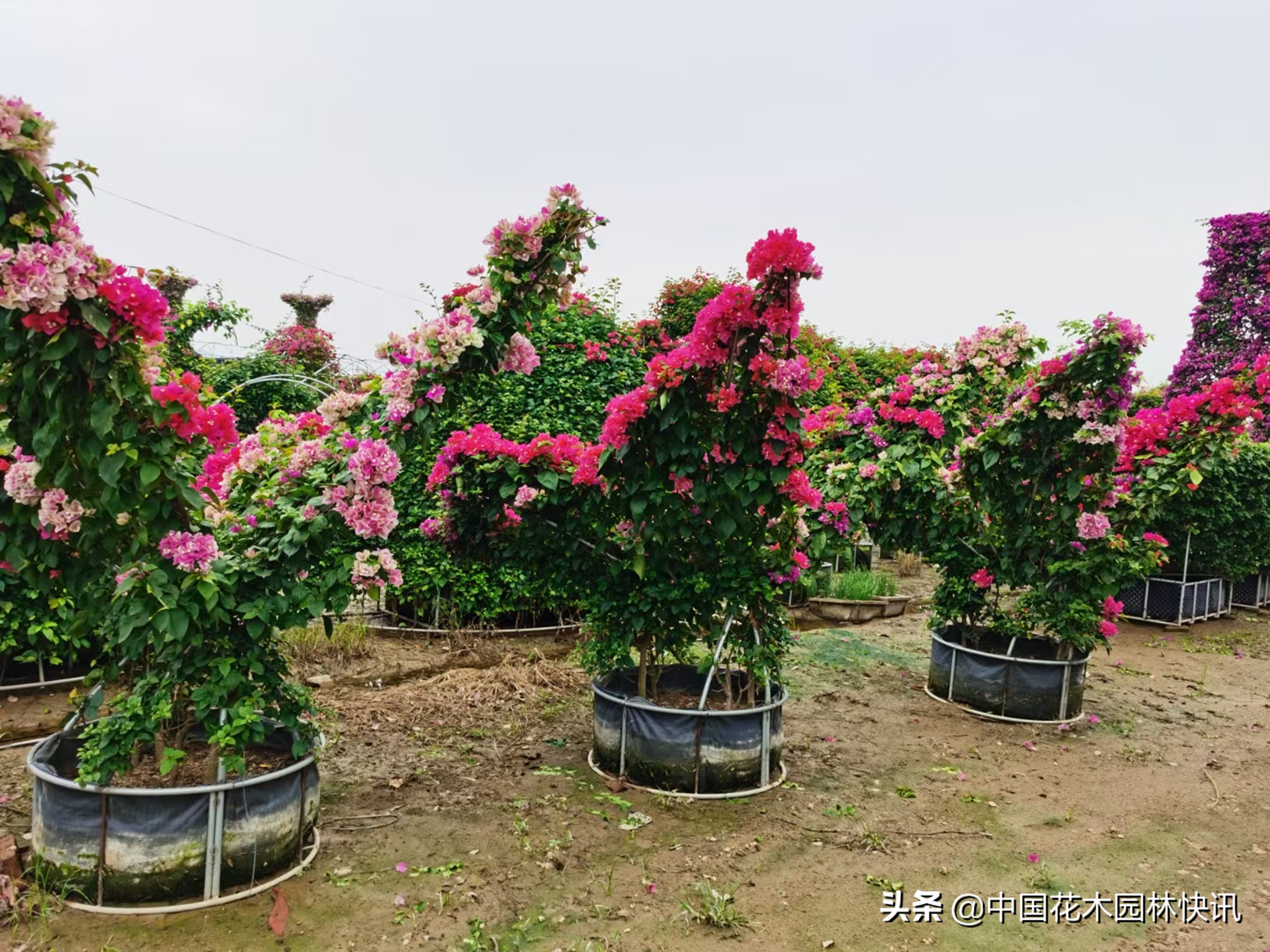 建*党**百年华诞拉动福建三角梅价量齐升