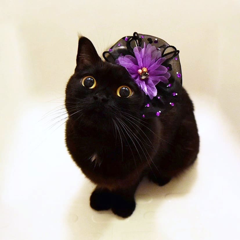 日本卡通小黑猫,日本动漫小黑猫