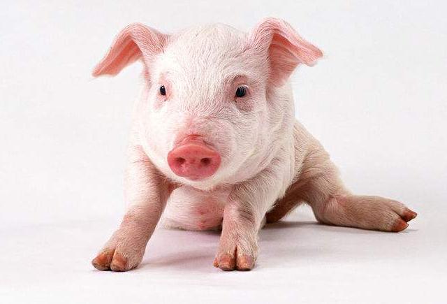 母猪经常发生蹄裂是什么原因,母猪蹄裂了怎么快速恢复