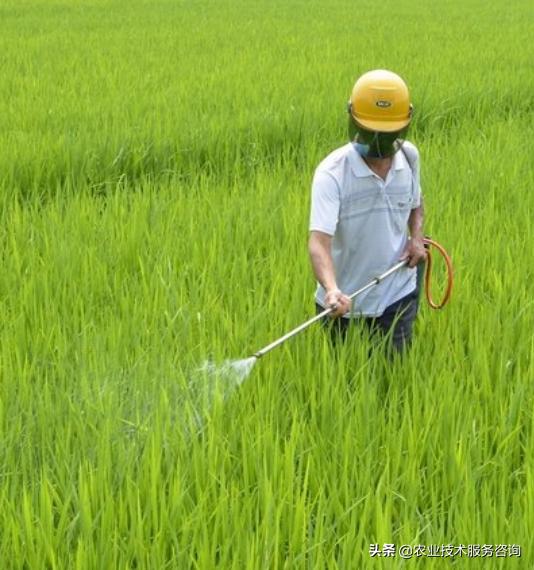 杀虫剂分类及使用方法,植物杀虫剂分类