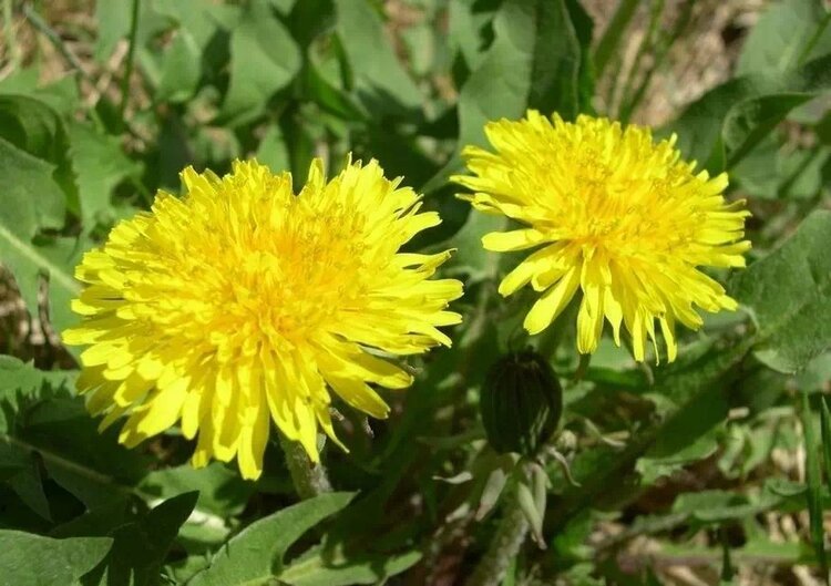 上山挖的野菜又美味又营养,大山里美味的野菜野生药材