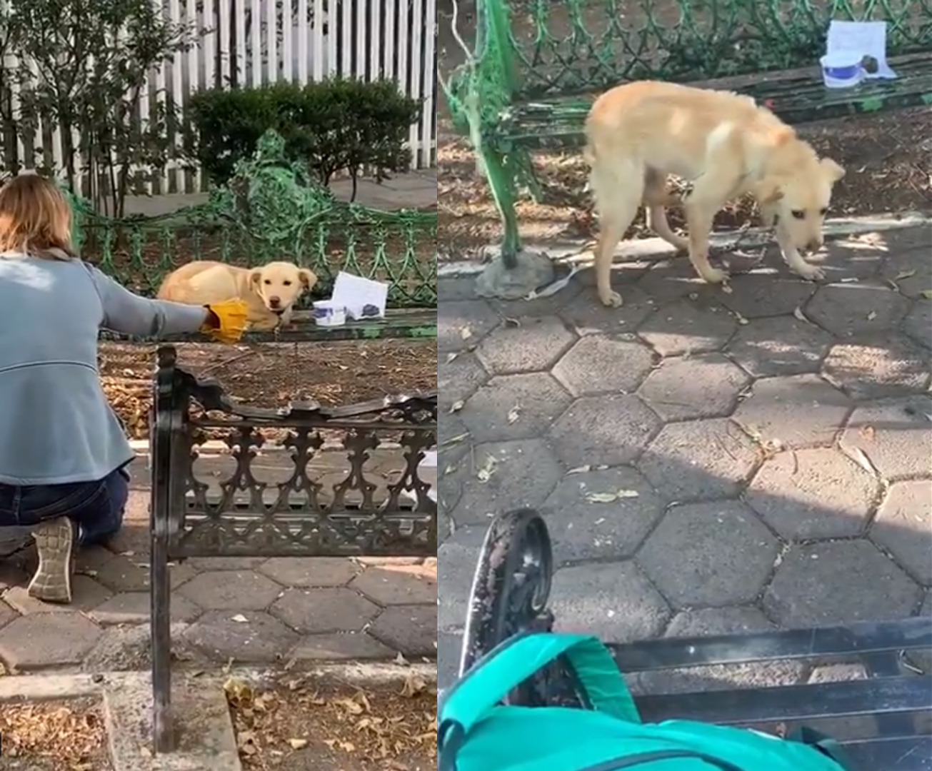 狗狗被遗弃苦等主人到冬天,狗狗生病被遗弃一步不离开