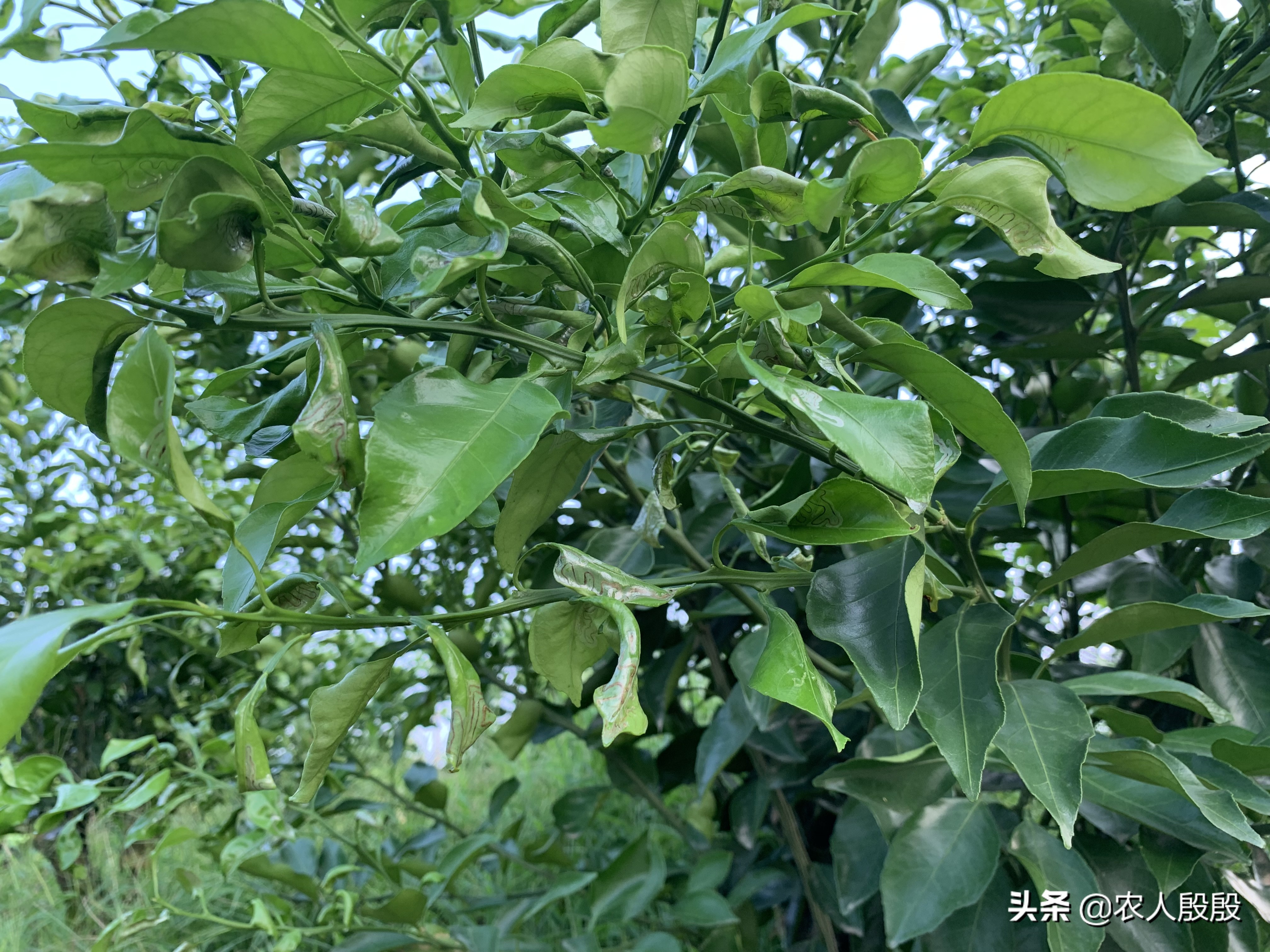 柑橘溃疡病树脂病用什么杀菌剂,柑橘树脂病最有效的杀菌剂