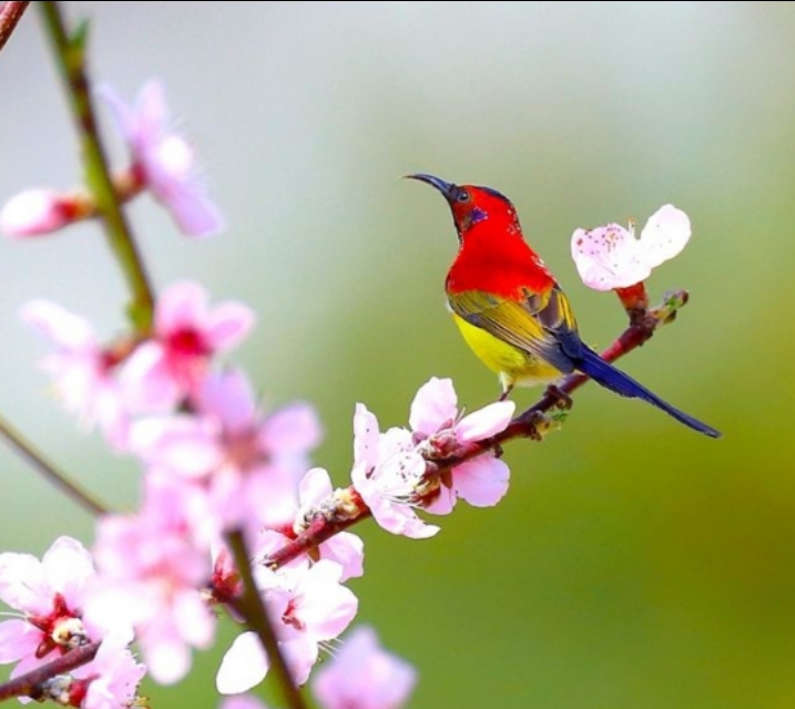 太阳鸟品质,太阳神鸟绝美