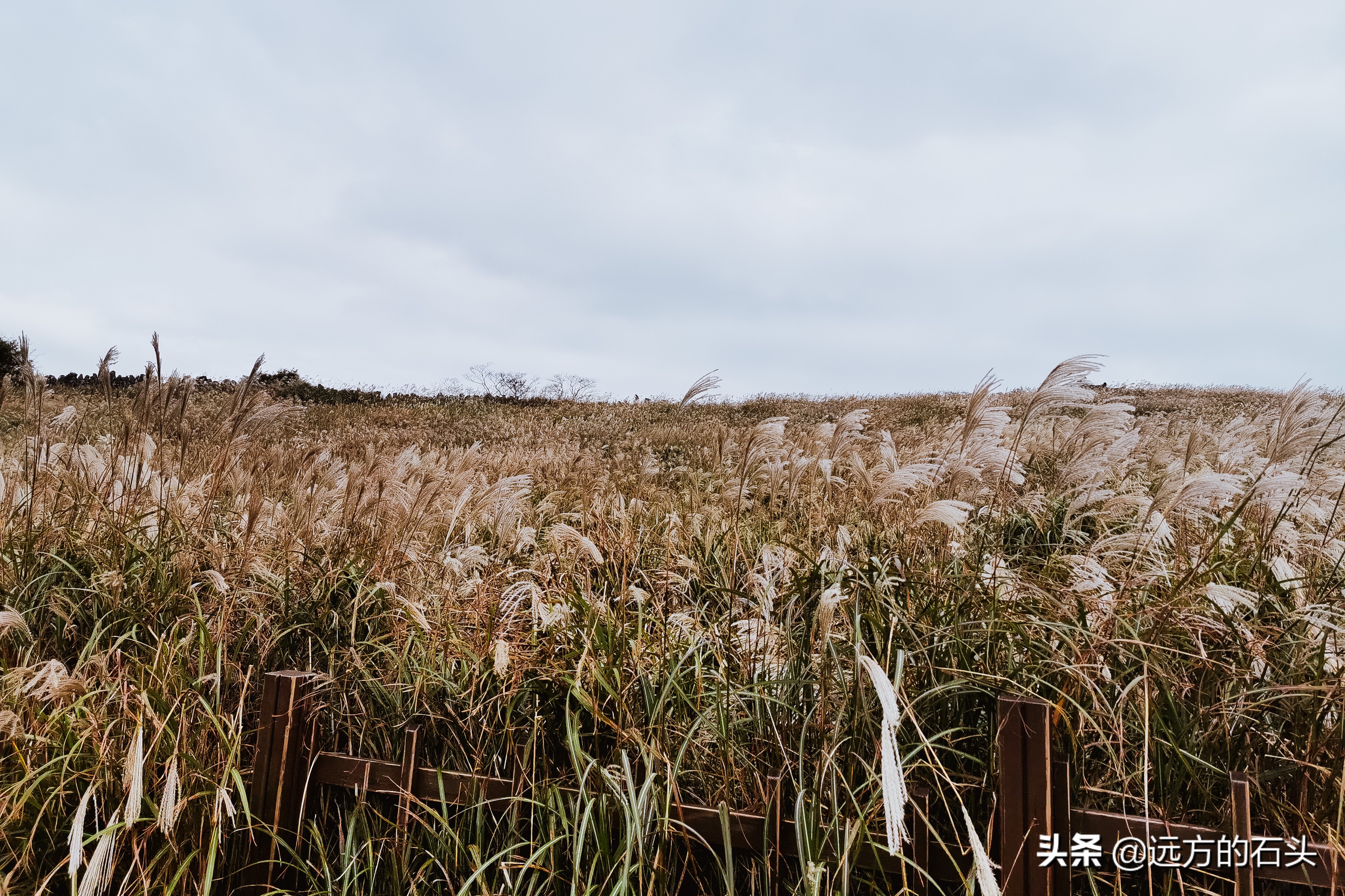 五天四夜济州岛,五天四夜首尔旅行