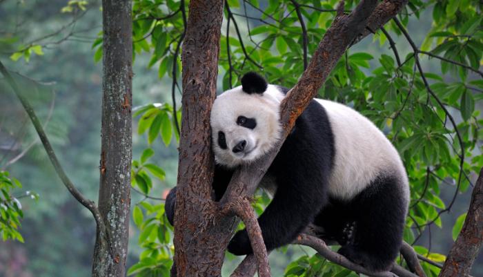 大熊猫在上古时代当过蚩尤的坐骑,蚩尤的坐骑大熊猫片段