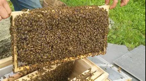 意蜂春繁遇倒春寒天气,蜜蜂春繁遇到倒春寒该怎么办