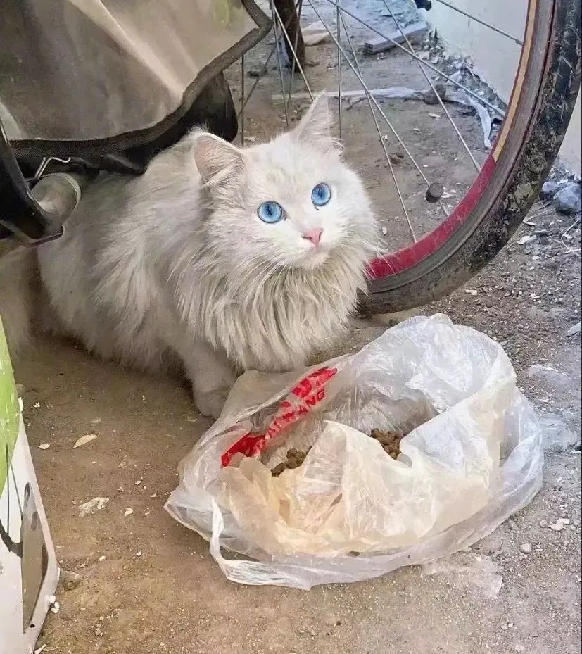 路遇仙女猫,路上碰到猫抱起来就跑