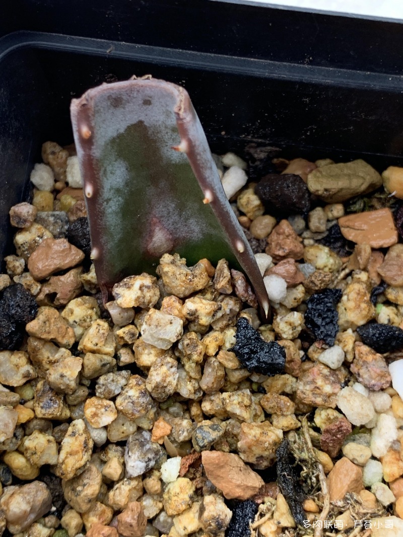 平时消炎的芦荟品种,生活中芦荟品种