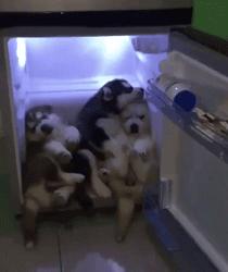 养狗后幸福感为什么爆棚,狗子绝育全过程