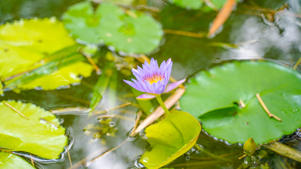 中山五桂山新开一家景区,中山五桂山都有哪些地方好玩的