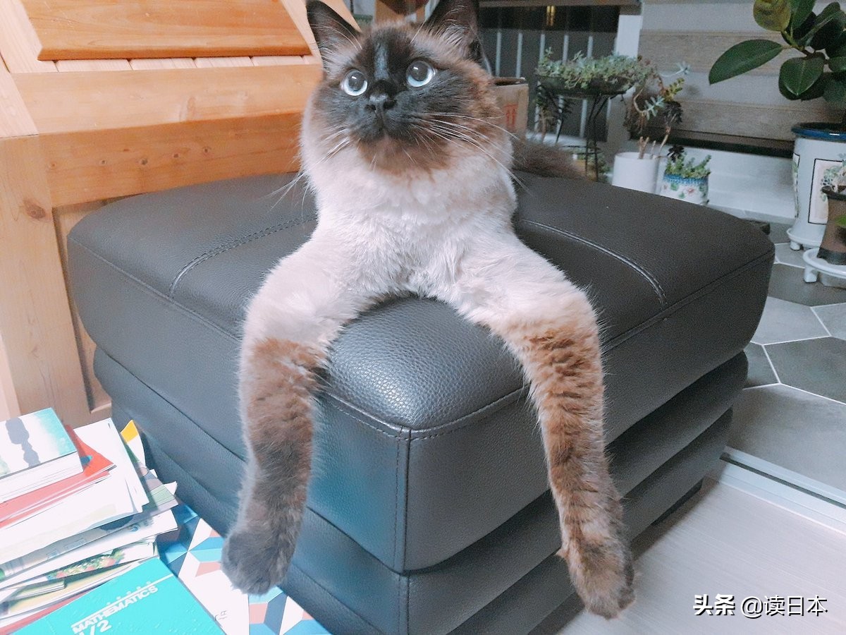 沙雕手办日本小哥,日本沙雕手办小哥