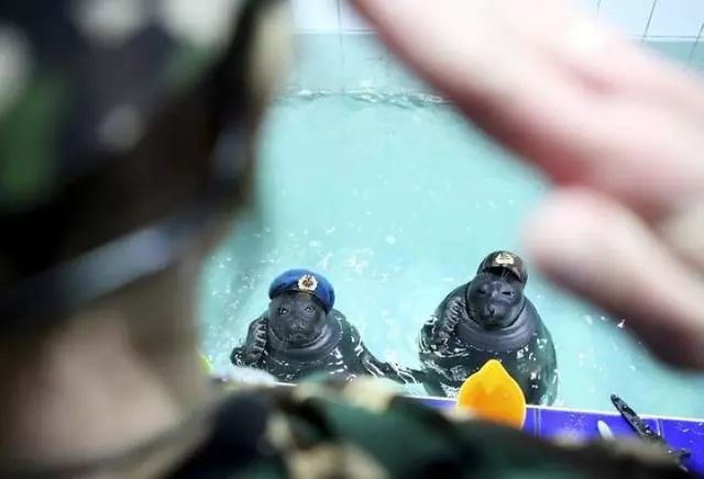 各国秘密间谍行动,各国间谍战有多凶险