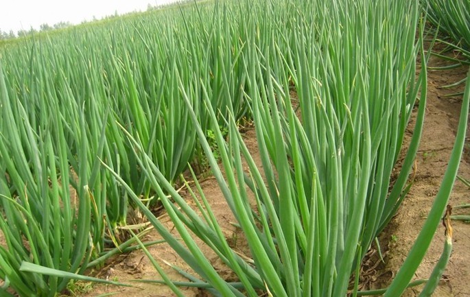 大葱能吃吗有什么好处,大葱吃多了嘴里发涩怎么办