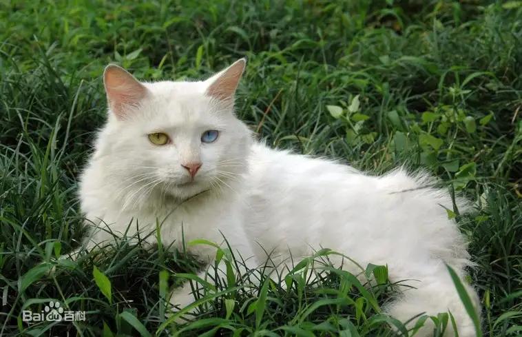 外国人把中国田园猫当成宝,中华田园猫在外国人眼里是什么