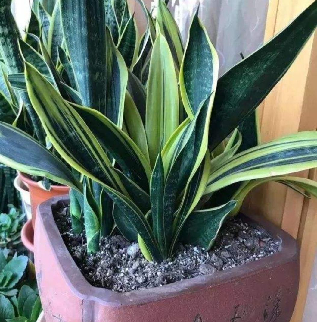 吸毒花怎么养,家庭好养的无毒花