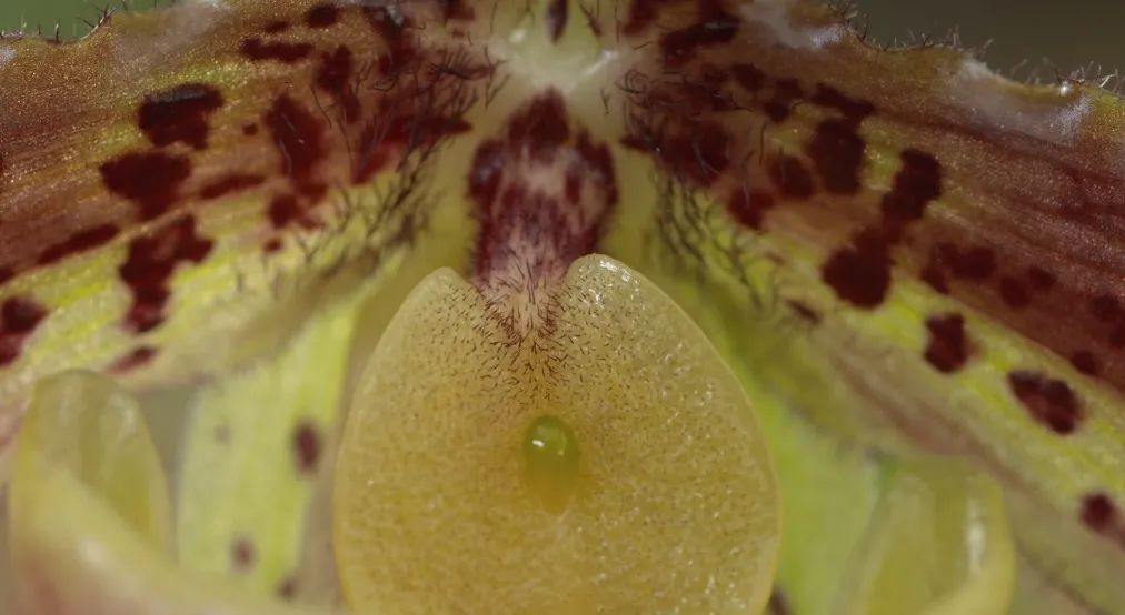 致富经：一株草要价上百万？兰花让我一夜暴富