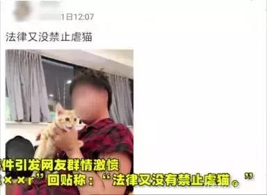 虐猫怎么处理最好,为什么虐猫的越来越多了
