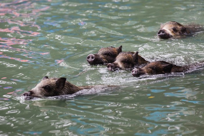 长隆飞鸟乐园湿地精灵,长隆飞鸟公园一日游攻略