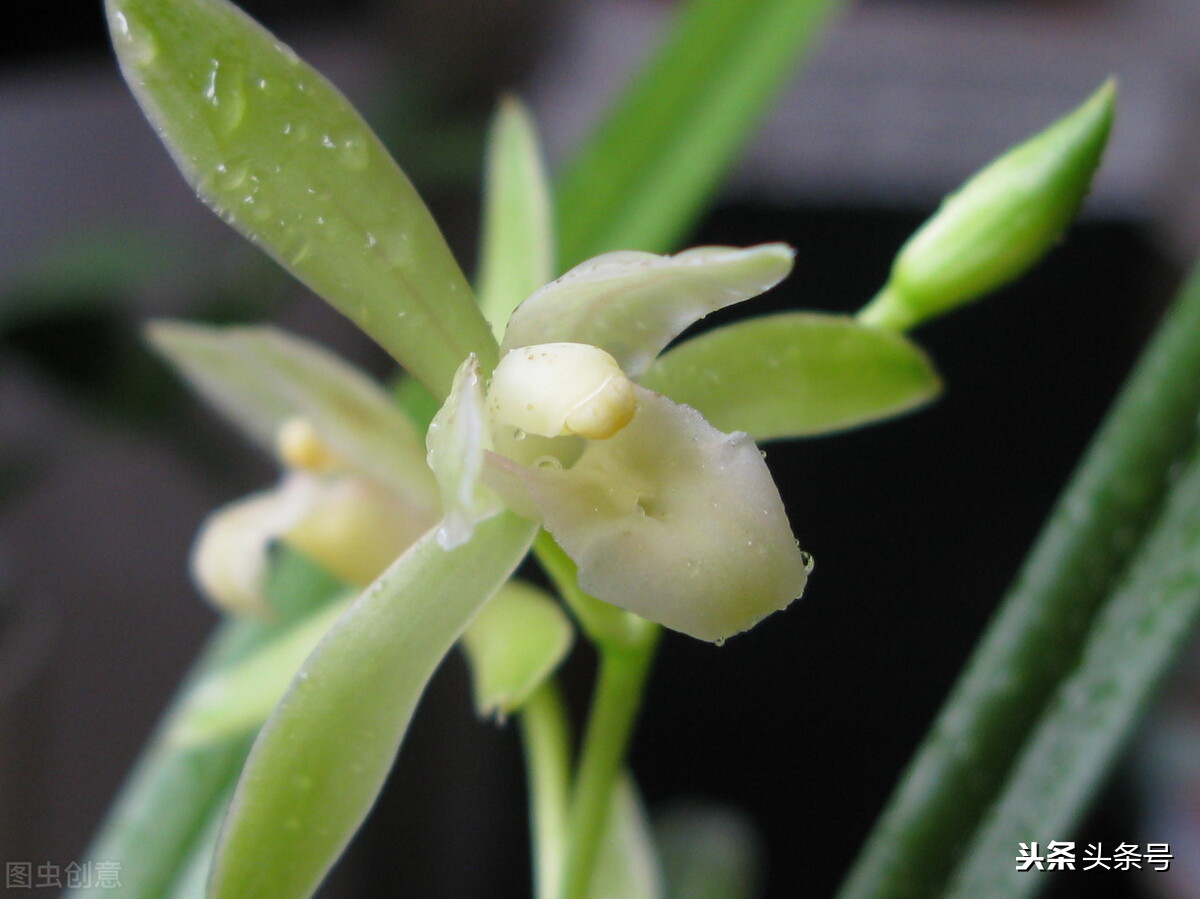 新栽的兰花为什么干尖,兰花干叶子尖用什么治疗