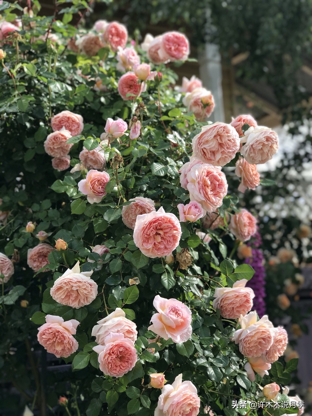 抗性强无刺月季蔷薇品种有哪些,抗性好的切花月季推荐